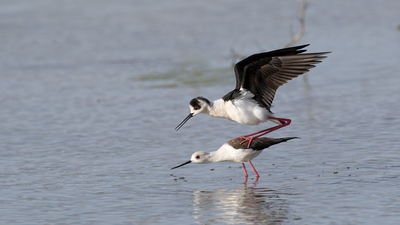 Uzunbacak - Himantopus himantopus kuş fotoğrafı