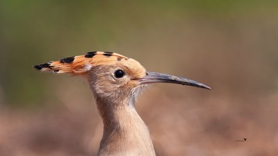 İbibik - Upupa epops kuş fotoğrafı
