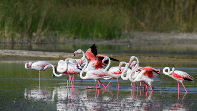 Flamingo