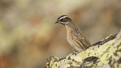 Sürmeli dağbülbülü (Prunella ocularis) - Kayseri / Yahyalı kuş fotoğrafı
