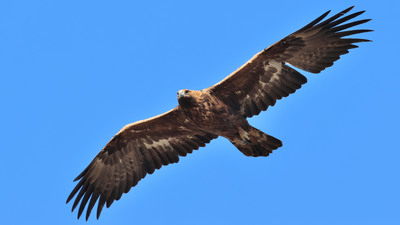 Kaya Kartalı
