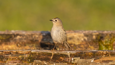 Çalıkuşu (Regulus regulus) - Bilecik / Bozüyük kuş fotoğrafı