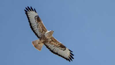 Kızıl Şahin - Buteo rufinus kuş fotoğrafı
