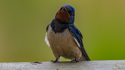 Kır kırlangıcı (Hirundo rustica) - - / - kuş fotoğrafı