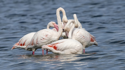Flamingo