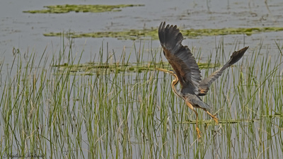Erguvani Balıkçıl - Ardea purpurea kuş fotoğrafı