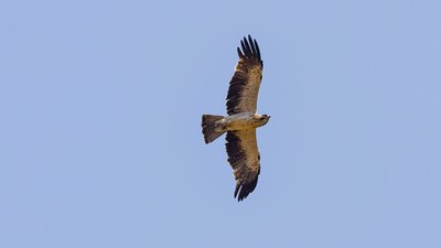 Küçük Kartal (Hieraaetus pennatus) - Kırklareli / Merkez kuş fotoğrafı