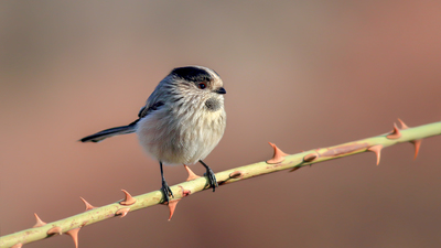 Uzunkuyruklu baştankara (Aegithalos caudatus) - Ankara / Kahramankazan kuş fotoğrafı