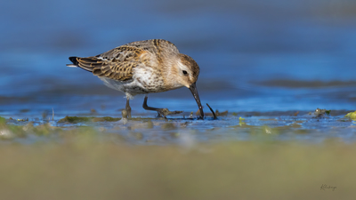 Karakarınlı Kumkuşu (Calidris alpina) - Bilecik / Bozüyük kuş fotoğrafı