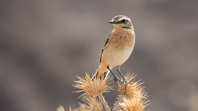 ORNITO.ORG - Okan Akyürek