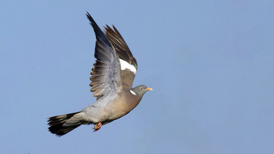 Tahtalı - Columba palumbus kuş fotoğrafı