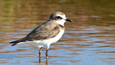 Akça Cılıbıt - Anarhynchus alexandrinus kuş fotoğrafı