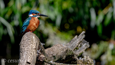 Yalıçapkını - Alcedo atthis kuş fotoğrafı