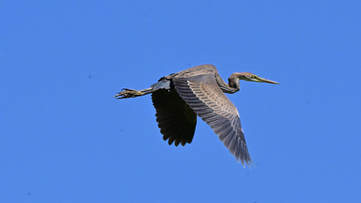 Erguvani Balıkçıl (Ardea purpurea) - Antalya / Kemer kuş fotoğrafı