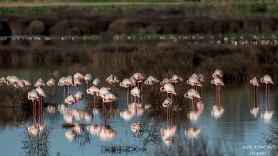Flamingo