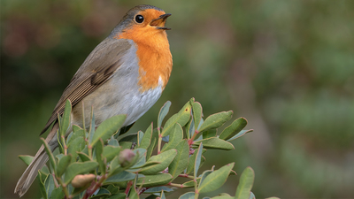 Kızılgerdan - Erithacus rubecula kuş fotoğrafı