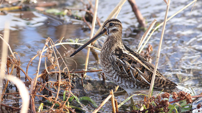 Suçulluğu - Gallinago gallinago kuş fotoğrafı