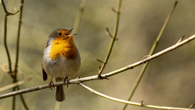 Kızılgerdan