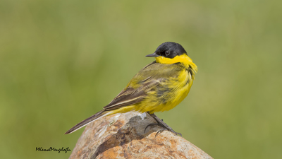 Sarı Kuyruksallayan - Motacilla flava kuş fotoğrafı