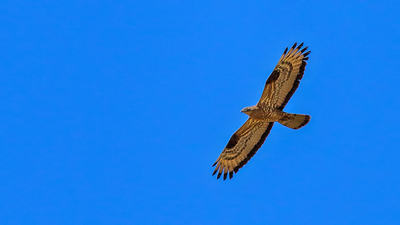 Arı Şahini - Pernis apivorus kuş fotoğrafı