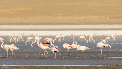 Küçük Flamingo kuş fotoğrafı - Konya / Kulu