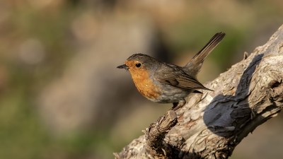 Kızılgerdan - Erithacus rubecula kuş fotoğrafı