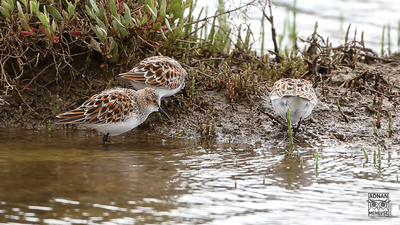 Küçük Kumkuşu - Calidris minuta kuş fotoğrafı