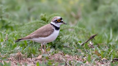 Halkalı Küçük Cılıbıt - Charadrius dubius kuş fotoğrafı
