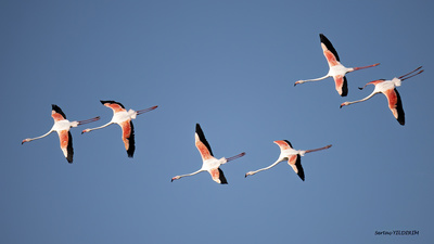 Flamingo