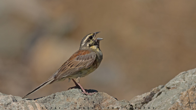 Bahçe Çintesi - Emberiza cirlus kuş fotoğrafı