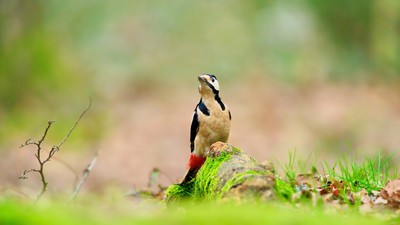 Orman alaca ağaçkakanı (Dendrocopos major) - İstanbul / Sarıyer kuş fotoğrafı