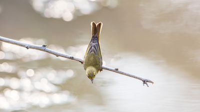 Söğütbülbülü - Phylloscopus trochilus kuş fotoğrafı