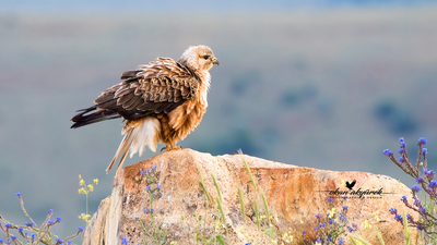 ORNITO.ORG - Okan Akyürek