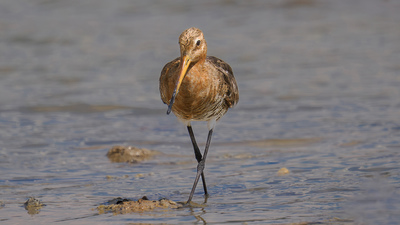 Çamurçulluğu (Limosa limosa) - Ankara / Gölbaşı kuş fotoğrafı