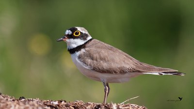 Halkalı Küçük Cılıbıt - Charadrius dubius kuş fotoğrafı