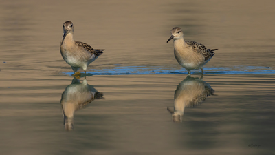 Dövüşkenkuş (Calidris pugnax) - Bilecik / Bozüyük kuş fotoğrafı
