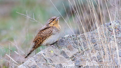 Boyunçeviren - Jynx torquilla kuş fotoğrafı