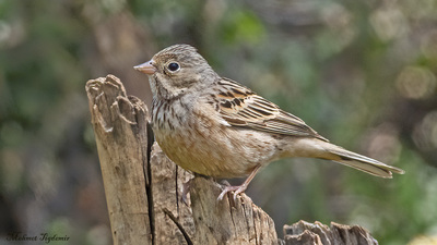 Kızıl kirazkuşu (Emberiza caesia) - Isparta / Eğirdir kuş fotoğrafı