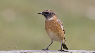 Taşkuşu - Saxicola rubicola kuş fotoğrafı