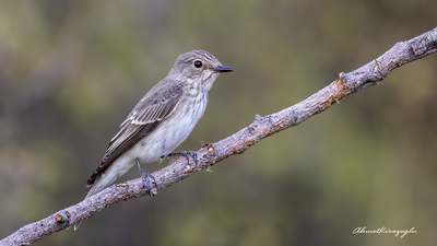 Benekli Sinekkapan - Muscicapa striata kuş fotoğrafı