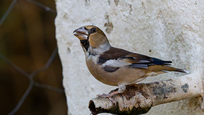 Kocabaş (Coccothraustes coccothraustes) - Kırklareli / Merkez kuş fotoğrafı