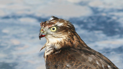 Atmaca