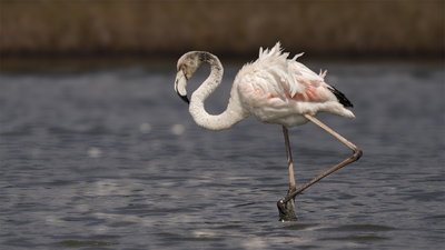 Flamingo