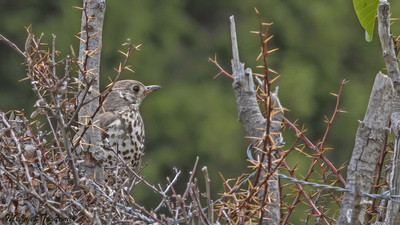 Ökse Ardıcı - Turdus viscivorus kuş fotoğrafı