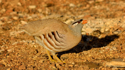 Kum kekliği (Ammoperdix griseogularis) - Şanlıurfa / Birecik kuş fotoğrafı