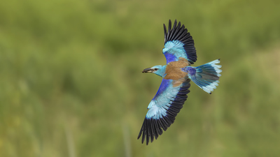 Gökkuzgun - Coracias garrulus kuş fotoğrafı