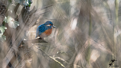Yalıçapkını (Alcedo atthis) - - / - kuş fotoğrafı