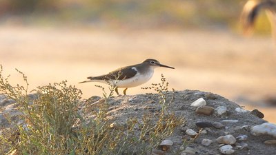 Dere Düdükçünü - Actitis hypoleucos kuş fotoğrafı
