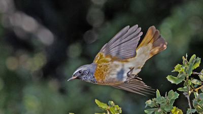 Kara Kızılkuyruk (Phoenicurus ochruros) - Isparta / Eğirdir kuş fotoğrafı