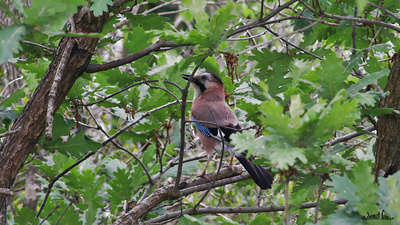 Alakarga - Garrulus glandarius kuş fotoğrafı
